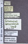 Etiketten zu Limonius arizonicus (NHMW-ZOO-COL-0008598)